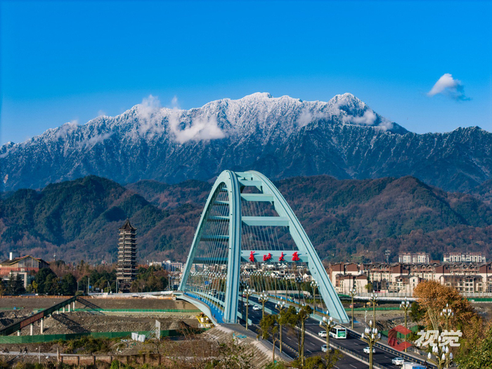 啄木鸟系列 在线观看海报