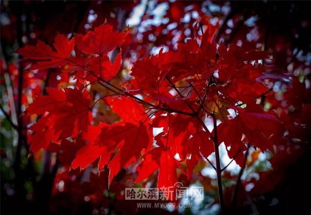 老鸭窝laoyawo精品亚洲 这种深度挖掘与呈现