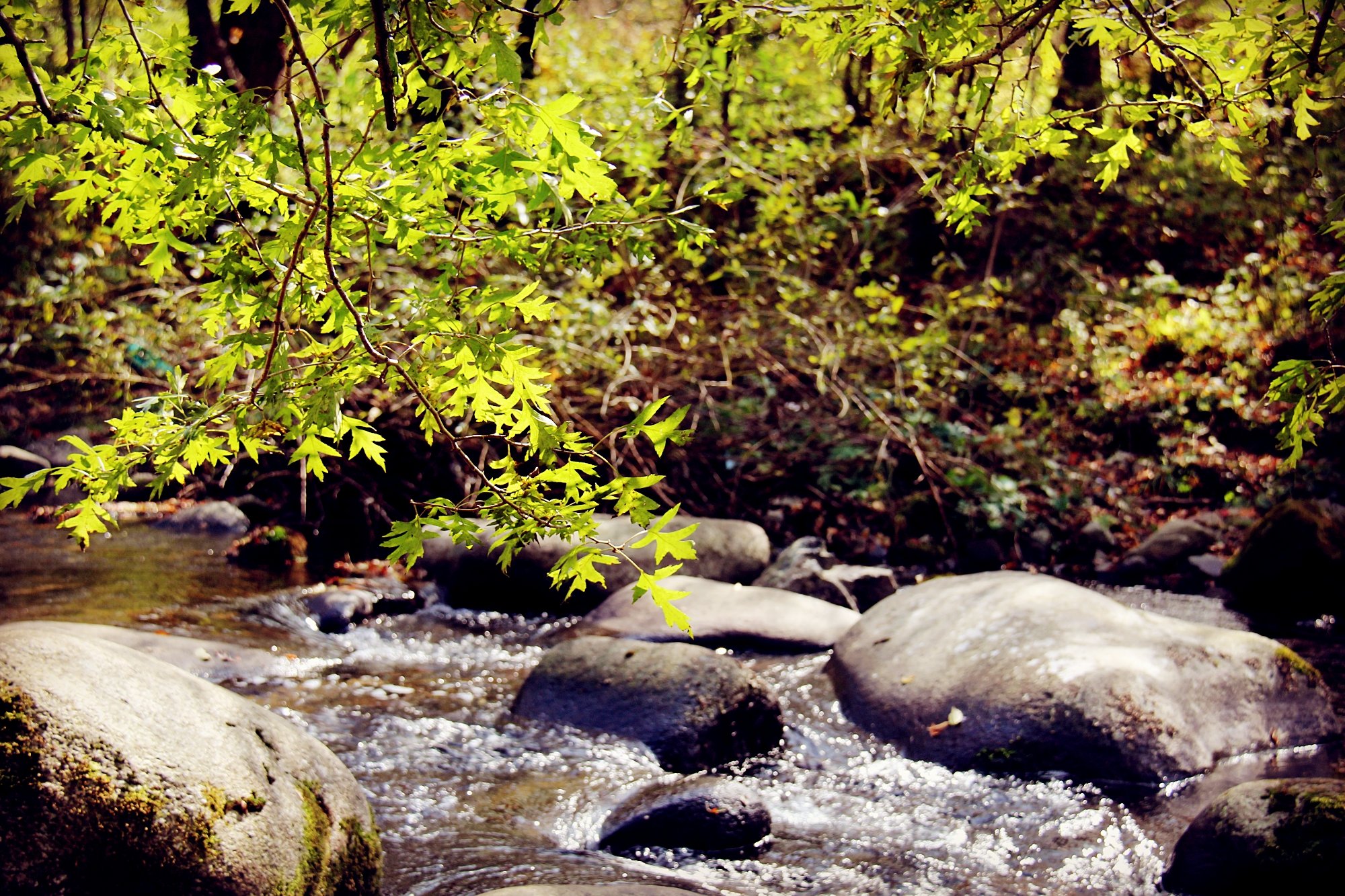 国模吧入口海报