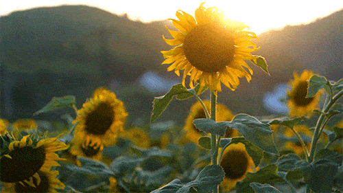 鸟鸟影 鸟鸟影整面落地玻璃